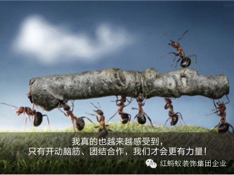 【励志分享】《一只蚂蚁的冒险史》-装修宝典