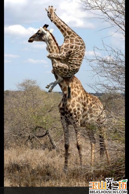 (c)城西生活圈_玉山茶坊